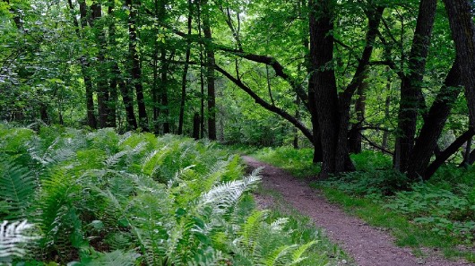 Trail leading through the trees and bush of Beaudry Provincial Park.